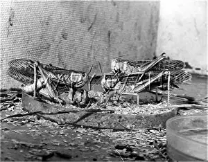 Locusts: LOCUSTS MATING