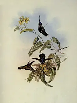 Loddiges: Loddiges Plover-Crest, Cephalepis Loddigesi