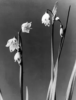 Leucojum: LODDON LILY