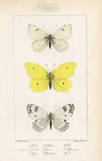 Pauquet: Lofty bath white, brimstone and bath white