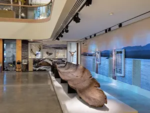 Hollowed: Logboat, Perth Museum, Perth, Scotland