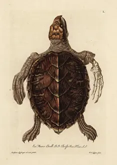 Tortue: Loggerhead sea turtle, Caretta caretta