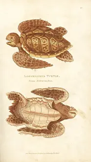 Inaccurate: Loggerhead sea turtle, Caretta caretta, by Aldrovandus