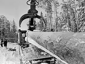 Angara: Logging Company