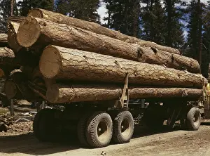 Ponderosa: Logging - industry - lumber wood