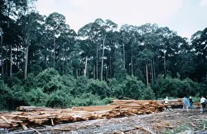Logging: Logging operations in Brunei