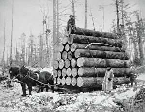 Logging: Logs - Logging - Industry - Wood - People