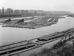 Vltava: Logs - pine - Vltava River