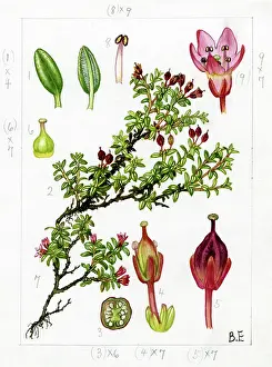 Braemar: Loiseleuria procumbens - alpine- azalea