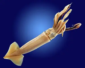 Sucker: Loligo sp. squid
