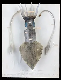 Squid: Loligo vulgaris, squid