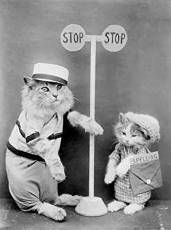 Lollipop: LOLLIPOP CAT