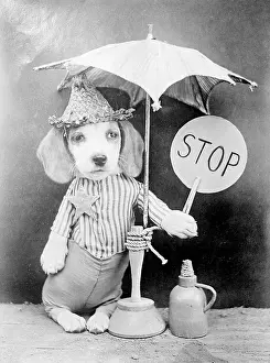 Lollipop: LOLLIPOP DOG