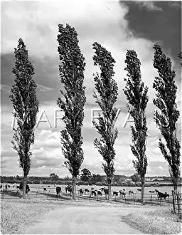 Poplars: LOMBARDY POPLARS