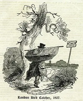 Catcher: London Bird Catcher