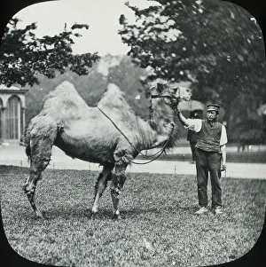 Humps: London, England - Camel