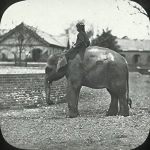Subspecies: London, England - Indian Elephant