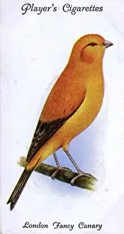 Canaries: London Fancy Canary