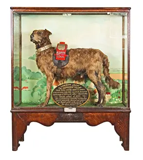 Canini: London Jack