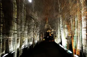 Pauls: London Light - St Pauls and Silver Birch Trees
