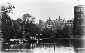 Pelicans: London in St James's Park