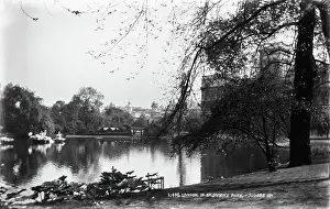 Peeking: London in St. James's Park