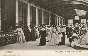 Zoos: London Zoo 1905