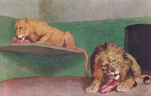 The J Salmon Image Archive (peter Cope): London Zoo