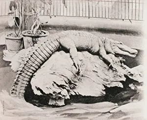Croc: London Zoo - Crocodile