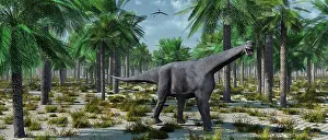 Camarasaurus: A lone herbivorous Camarasaurus dinosaur