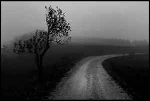 Lone olive tree and mist Tuscany