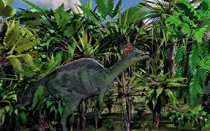 Lambeosaurinae: A lone Olorotitan duckbilled dinosaur