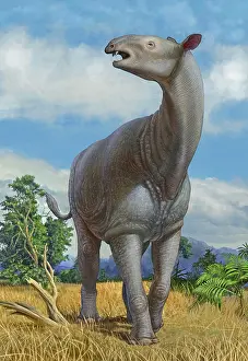 Relative: A lone Paraceratherium bugtiense mammal