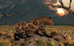 Overlooking: A lone Sabre Tooth Tiger observes the landscape for its ?
