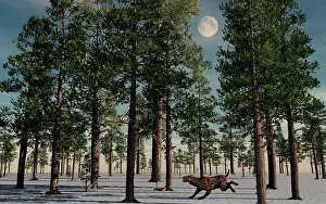 Eocene: A lone Sabre-Tooth Tiger running through a snow covered ?
