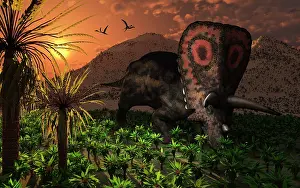 Torosaurus: A lone Torosaurus dinosaur feeding on plants