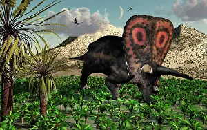 Torosaurus: A lone Torosaurus dinosaur feeding on plants