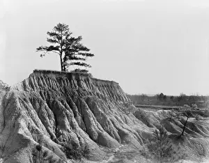 Recessions: A lone tree marks the previous land level ?