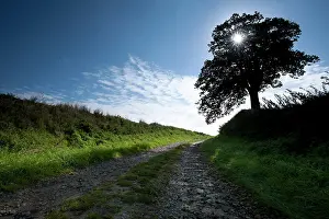 Lanes: A lone tree which was used as a marker by German artillery