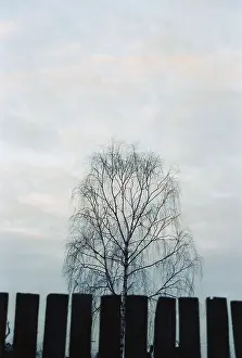Torzhok: Lonely Birch Tree photo art work, 1990