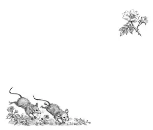 Mordue: The Lonely Kitten