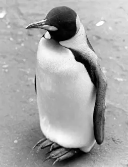 Ad Lib Studios: LONELY PENGUIN