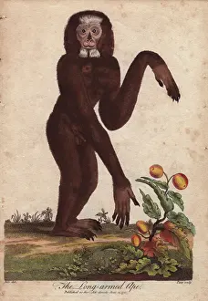 Hylobates: Long-armed ape, Hylobates species