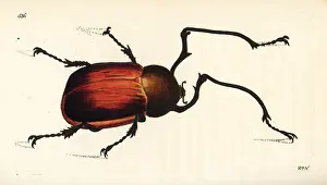 Scarabaeus: Long-armed chafer beetle, Euchirus longimanus