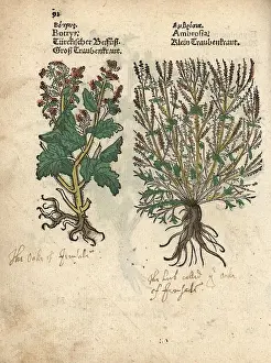 Ragwort: Long-beaked stork's bill and ragwort
