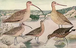 Eskimo: Long-Billed Birds