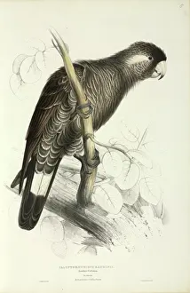 Cockatoo: Long-billed black cockatoo