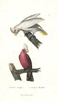 Corella: Long-billed corella and galah