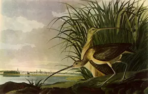 Charleston: Long-Billed Curlews