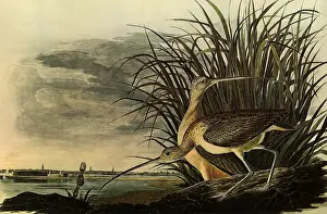 Charleston: Long-Billed Curlews